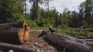 Best Firewood Processing and Delivery  in Lexington, OK