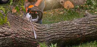 Best Lawn Disease Treatment  in Lexington, OK