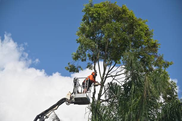 Tree and Shrub Care in Lexington, OK