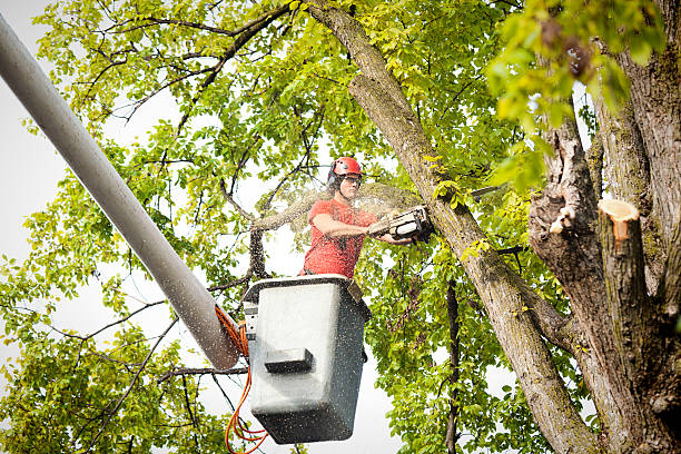 Best Commercial Tree Services  in Lexington, OK