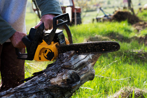 Pest Control for Lawns in Lexington, OK