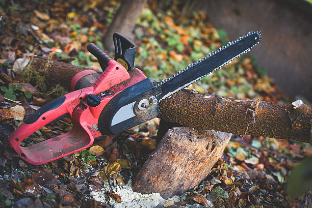 How Our Tree Care Process Works  in  Lexington, OK